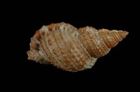 藏品(果粒蛙螺)的圖片